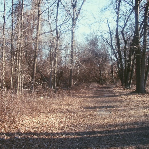 jaquillwoods
